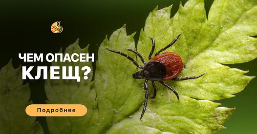 Клещи очень малы по своим размерам, и их обычно бывает трудно заметить до тех пор, пока они не…