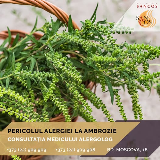 ❌Ambrozia este unul dintre cei mai puternici alergeni, din cauza concentrației mare de polen…