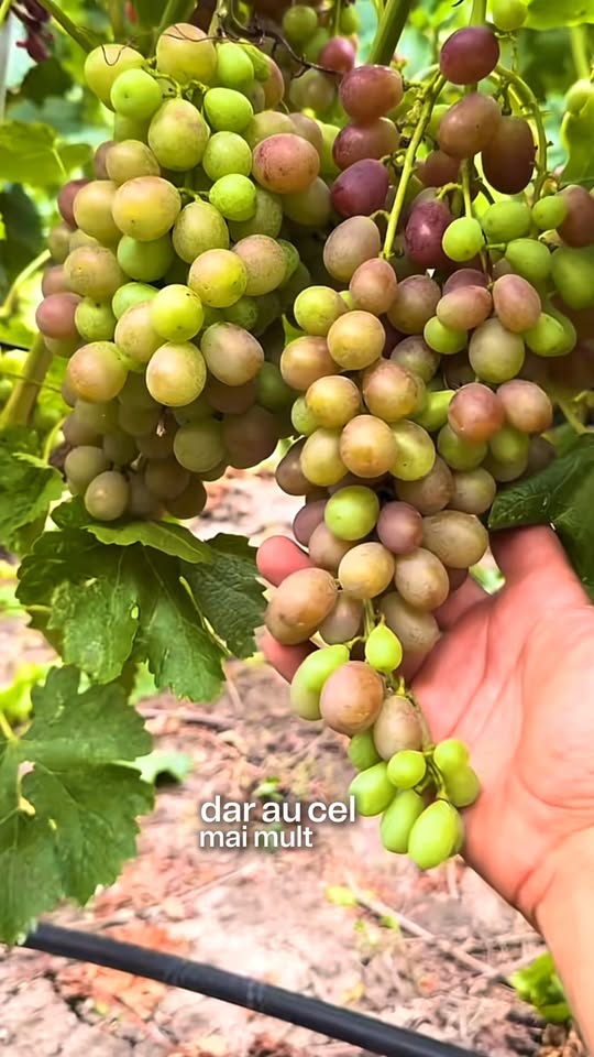 Vă verificați glicemia în mod regulat? Strugurii, pepenele galben și pepenele verde conțin zaharuri…